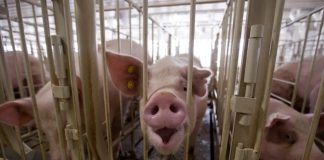 Cuộc tranh cãi diện tích chuồng lợn ở Mỹ